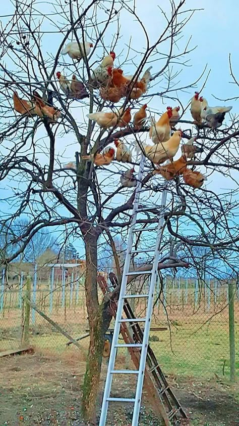 Chicken Roost, Regnul Animal, Beautiful Chickens, Flock Of Birds, Chickens And Roosters, Chicken Breeds, Pet Chickens, Chicken Farm, Raising Chickens