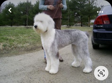 Sheepadoodle Puppy, Dog Grooming Styles, English Sheepdog, Old English Sheepdog, Blue Merle, Pet Stuff, Labradoodle, Cute Creatures, Puppy Training