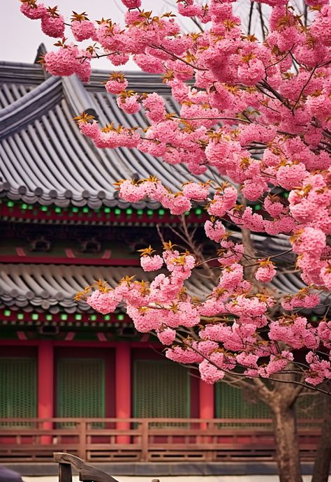 ancient architecture,high resolution,tourist destination,domestic,domestic travel,palace,tile,flower,tree,branch,background,spring,no people,seoul,outdoor,jongno-gu,changdeokgung,landscape,scenery,korea,korean traditional,red plum Korean Trees South Korea, South Korea Background, Scenery Korea, Destination Wallpaper, Korea Background, Korea Tips, Korean Background, Korean Landscape, Korea Architecture