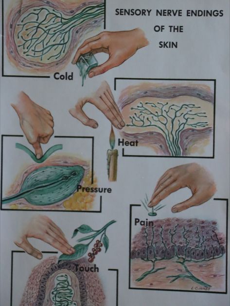 Sensory nerve endings of the skin anatomy homeschool unit school Nerves Drawing, Nerves System, Nerve System Art, Central Nervous System Art, Nervous System Poster, Nerve Anatomy, Skin Anatomy, Sensory Nerves, Nerve