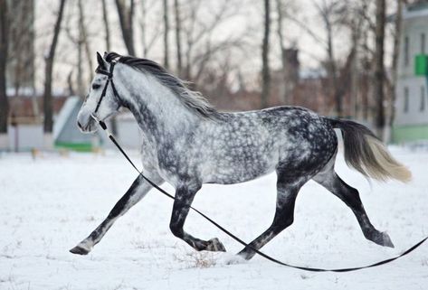 ORLOV TROTTER GRAY IN APPLES Dappled Horse, Orlov Trotter, Unique Horses, Kathiyawadi Horse, Unique Coats, Horse Crazy Girl, Horses In Snow, Horse Markings, Grey Horses