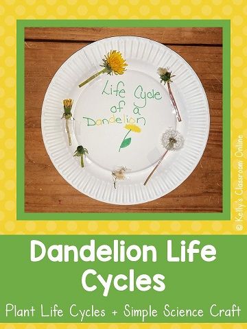 The Spring Stem Activities, Plant Life Cycles, Life Cycles Preschool, Bee Life Cycle, Life Cycle Craft, Outdoor Learning Activities, Stem Experiments, First Grade Science, Science Skills