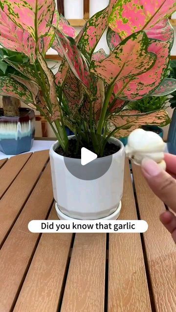 Gardening | Housewife | Farm on Instagram: "How to promote flower growth with garlic? #soiltester #garden #flowers #plants #flower #gardening #plant #plantlover #plantlife #gardenlove #gardenlife #growyourown" How To Grow Indoor Plants, How To Grow Flowers At Home, Plants Indoors Ideas, Indoor Plant Ideas Decor, Garlic Fertilizer, Indoor Plants Care Tips, Best Plants To Grow In Water, Plant Container Ideas, House Plants Decor Indoor