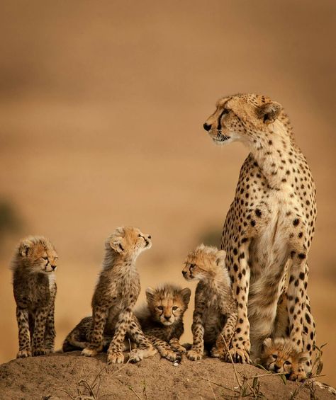 . Cheetah Family. Photo by @ken_dyball These I wanted to show a strong family bond, with a protective mother. #CheetahCub #masai #cubs #mara #kenya #wildlife #cheetahs #wild #nature Cheetah Family, Wood Termites, Cheetah Cubs, Close Family, Termite Control, Family Drawing, Cheetahs, Wildlife Conservation, Wildlife Animals