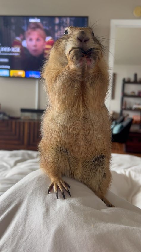 Poodle Moth Aesthetic, Praire Dogs, Pet Prairie Dog, Poppy The Prairie Dog, Ground Hogs, Prairie Dogs As Pets, Big Ounce Prairie Dog, Pet Funny, Possom Memes Funny