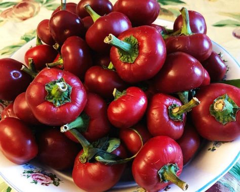 Hot Cherry Pepper Jelly, Red Hot Cherry Pepper Recipes, Cherry Pepper Relish Jersey Mikes, Hot Cherry Pepper Relish, Hot Cherry Pepper Recipes, Jersey Mikes Cherry Pepper Relish Recipe, Cherry Peppers Recipes, Homemade Tabasco Sauce Recipe, Cherry Pepper Relish Recipe