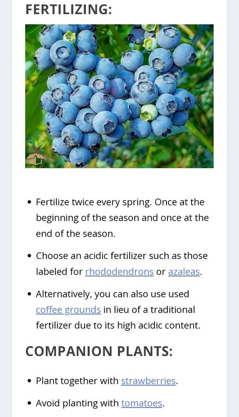 Digital article clipping with a photo of a bright sunny blueberry cluster! Grow Blueberries From Seed, How To Grow Blueberry Bushes, Container Blueberries, Blueberry Growing, Blueberry Companion Plants, Allotment Planning, Homestead Inspiration, Plant Patio, Blueberry Gardening