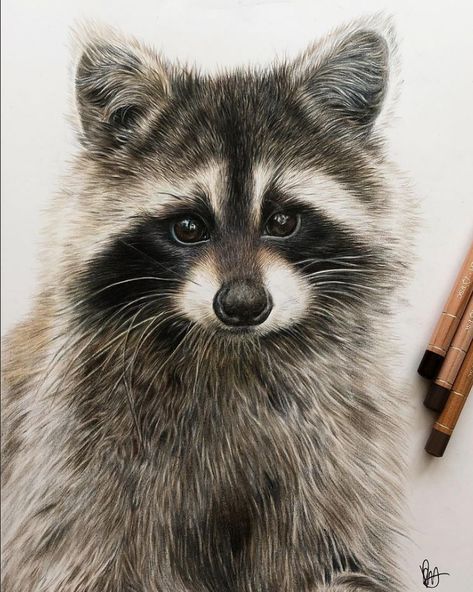 Raccoon Drawing, Raccoon Illustration, Raccoon Art, Cute Raccoon, Colored Pencil Drawing, Racoon, Color Pencil Art, Realistic Drawings, Watercolor Animals