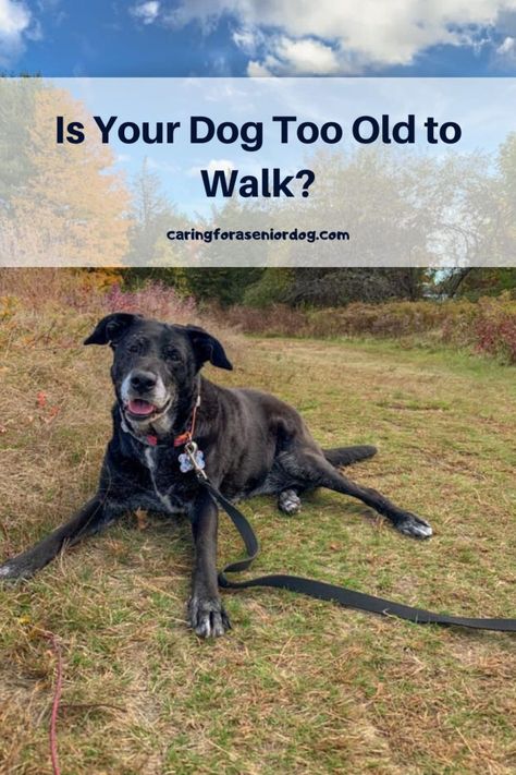 Is Your Dog Too Old to Walk? Here's How to Know - Caring for a Senior Dog Senior Dogs Care, Elderly Dogs, Dog Stroller, Old Dog, Senior Dogs, Pet Stroller, Dog Exercise, Dog Brain, Bad Behavior