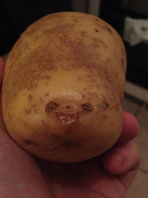 POTATO SLOTH A Sloth, A Potato, Clean Humor, Have A Laugh, Good Ole, Food Humor, Laughing So Hard, Bones Funny, Sloth