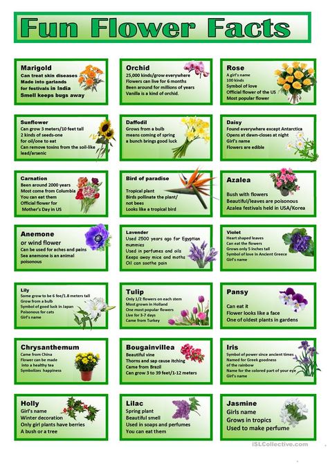 Flower Cards - English ESL Worksheets for distance learning and physical classrooms Flowers Facts, Flower Facts, Memory Care Activities, Good Luck Girl, Senior Living Activities, Fun Trivia Questions, Volunteer Hours, Planting For Kids, Flower Games