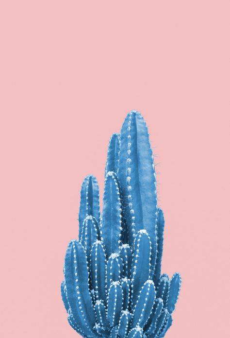 Blue Cactus, Blue Aesthetic Pastel, Scenery Pictures, Desert Art, Background Blue, Background Background, Dried Floral, Cute Patterns Wallpaper, Wooden Background