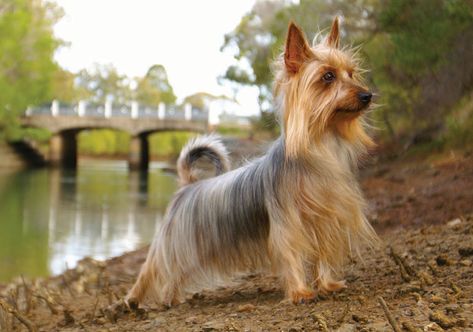 Australian Silky Terrier Breeds Australian Silky Terrier, Selective Breeding, Silky Terrier, Group Of Dogs, Terrier Breeds, Purebred Dogs, Clydesdale, Dog Show, New Puppy