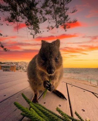 Quokka Animal, Animal Aesthetic, Rottnest Island, Australian Flora, Perth Australia, Dream Trip, Happy Animals, Animal Figures, Funny Animal Pictures