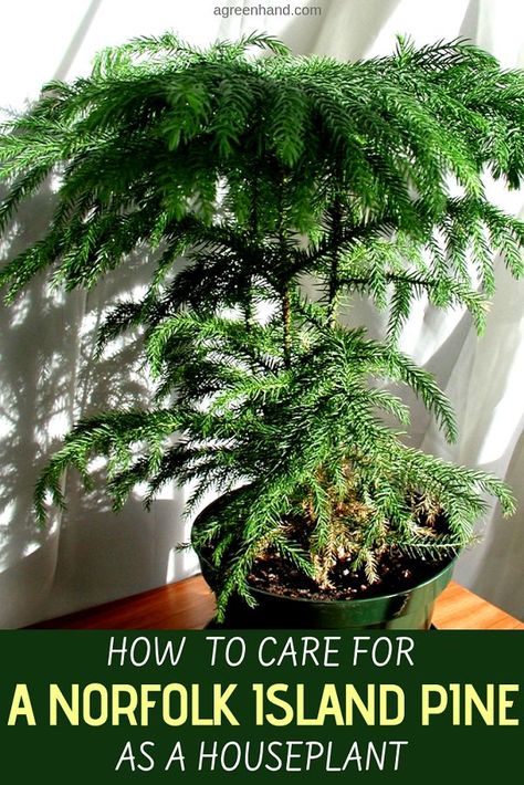 There is a Christmas tree plant that can be grown indoors. The Norfolk Island pine grows to around five feet tall as a houseplant and decorous feature. #norfolkislandpine #norfolkislandpinecare #houseplants #agreenhand Norfolk Island Pine, Christmas Tree Plant, Growing Food Indoors, Tattoo Plant, Norfolk Pine, Norfolk Island, Indoor Trees, Hanging Plants Indoor, Tree Tree