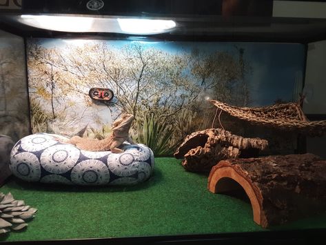 Breaded Dragon Enclosure, Bearded Dragon 40 Gallon Tank Setup, Bearded Dragon Terrarium Decor, Baby Bearded Dragon Tank Setup, Breaded Dragon Tank Ideas, Diy Bearded Dragon Decor, Cute Bearded Dragon Tank, Beardie Enclosure, Bearded Dragon Enclosure Ideas