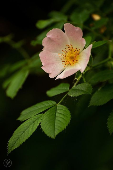 Dog Rose, Rose Blossom, 강아지 그림, Dark Rose, Wild Rose, Wild Roses, Flower Photos, Beautiful Blooms, Flowers And Leaves