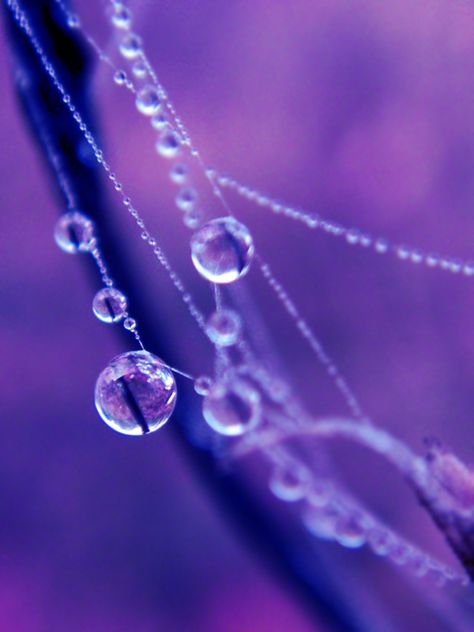 Purple Pearl Drops Of Water, Purple Love, Purple Pearl, Dew Drops, All Things Purple, Lavender Blue, Blue Violet, Purple Rain, Rain Drops