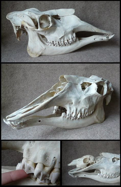 Moose Skull by CabinetCuriosities Female Moose, Nose Structure, Moose Skull, Skull Reference, Animal Skeletons, Animal Skull, Vulture Culture, Animal Anatomy, Roe Deer