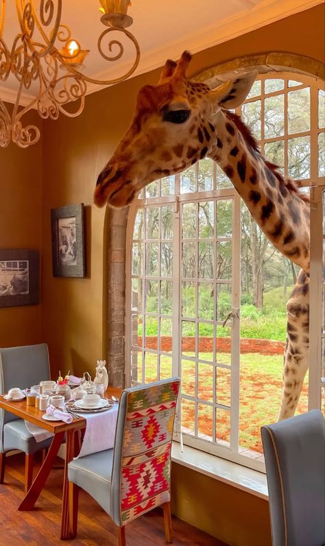 Giraffe Hotel, Africa Travel Guide, Nature Museum, Bali Hotels, Masai Mara, Dream Travel Destinations, Cute Animal Photos, African Safari, Wild Child