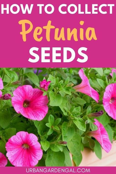 Collecting petunia seeds Harvesting Petunia Seeds, How To Harvest Petunia Seeds, How To Collect Petunia Seeds, How To Collect Seeds From Flowers, Harvesting Seeds From Flowers, Petunia Seeds How To Grow, Planting Petunias From Seed, How To Save Seeds From Flowers, How To Harvest Seeds From Flowers