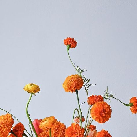 Paulina Nieliwocki  |  B L U E    J A S M I N E on Instagram: "Fanta feels. 🥤  These local marigolds remind me of bubbly orange soda. Little fun fact, I used to LOVE orange soda as a kid; now just the thought of it feels like I’m getting a cavity! I’d still drink it though as a treat 🤭  Master class tix now live. January 25: compote morning session, business tutorial / class in the afternoon. January 26th bouquet morning session.  … #locallygrown #floraldesigner #floristry #_nature #slowfloralstyle #theperfectpalette #centerpieces #flowerlove #livecolorfully #prettylittlething #thefloralseasons #flowerstagram #florists #gatheredstyle #floraldesign #fineartflowers #bontanicaldaydreams #floralfix #njflorist #flores #eventflorist #flowers #marigolds #orange #weddingflorist #organicstyle #fo Orange Marigold Wedding Decor, Fireball Marigold, Orange Marigold Flower, Lemon Gem Marigold, Marigold Orange, Orange Marigold, Tutorial Class, Orange Soda, January 25