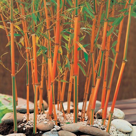 Bamboo 'Red Fountain' - Bamboo - Van Meuwen Planters For Privacy, Bamboo Planters, Fargesia Rufa, Bamboo Water Fountain, Bamboo Species, Bamboo Fountain, Clumping Bamboo, Bamboo Seeds, Shade Screen