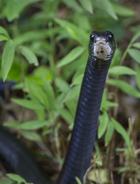 ˚Black Racer (Coluber constrictor) This snake is in Oaxaca and is dangerous. Black Racer Snake, Black Corn Snake, Colubrid Snakes, Black Rat Snake, Bird Mural, Spitting Cobra Snakes, Rough Scaled Bush Viper, Black Rat, Snake Black