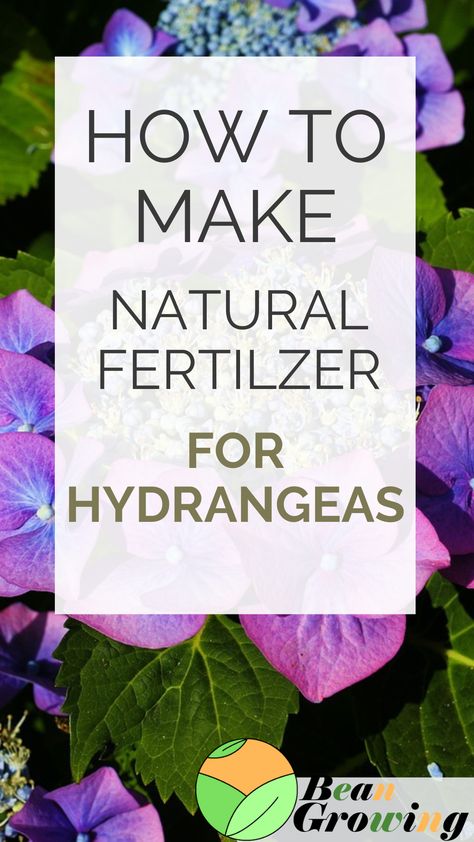 How To Get Hydrangeas To Bloom, How To Fertilize Hydrangeas, Best Fertilizer For Hydrangeas, When To Fertilize Hydrangeas, Baking Soda For Hydrangeas, Where To Plant Hydrangeas, Fertilizer For Hydrangeas, What To Plant With Hydrangeas, Fertilizing Plants