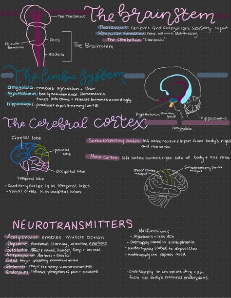 Biology Notes Ipad, Brain Biology, Uni Notes, Somatosensory System, Reticular Formation, Bio Notes, Science Diagrams, Occipital Lobe, Ipad Notes