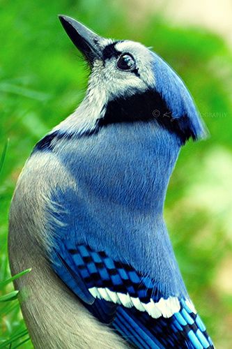 Blue Jay Bird, Many Thanks, Backyard Birds, Bird Pictures, Birds Tattoo, Exotic Birds, God Art, Bird Drawings, Colorful Birds