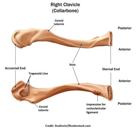 Scapula and Clavicle Bones: The Pectoral Girdle Anatomy Apical Pulse, Pectoral Girdle, Scapula Bone, Supraspinatus Muscle, Subscapularis Muscle, Infraspinatus Muscle, Anatomy 101, Axial Skeleton, Lung Sounds