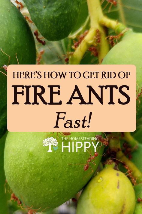 Fire Ant Killer Homemade, Ant Killer Borax, Borax For Ants, Ants In Garden, Kill Fire Ants, Fire Ant Bites, Homemade Ant Killer, Repellent Diy, Ant Spray