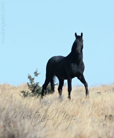 Wild Horse Pictures, Black Mustang, Baby Sea Turtles, Horse Inspiration, Mustang Horse, Black Stallion, Wild Mustangs, Horse Ranch, All The Pretty Horses