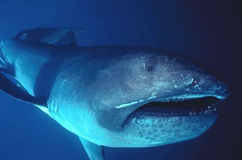 Carcass Of Extremely Rare Megamouth Shark Washes Ashore In The Philippines | IFLScience Weird Sharks, Megamouth Shark, Shark Film, Shark Images, Basking Shark, Types Of Sharks, Shark Facts, Species Of Sharks, Small Shark