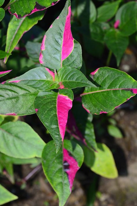 Alternanthera ficoidea "Party Time" | Benjamin Naden | Flickr Party Time Plant, Alternanthera Ficoidea, Horticulture Therapy, Front Yard Plants, Plant Goals, Leafy Plants, Variegated Plants, Vegetable Garden Design, Food Garden