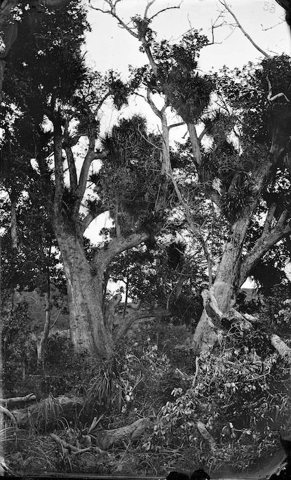 Puriri trees, island of Te Oro, oppos... | Items | National Library of New Zealand | National Library of New Zealand Puriri Tree, National Library, Tree Trunk, New Zealand, Tattoo Ideas, Trees, History, Photographer, Plants