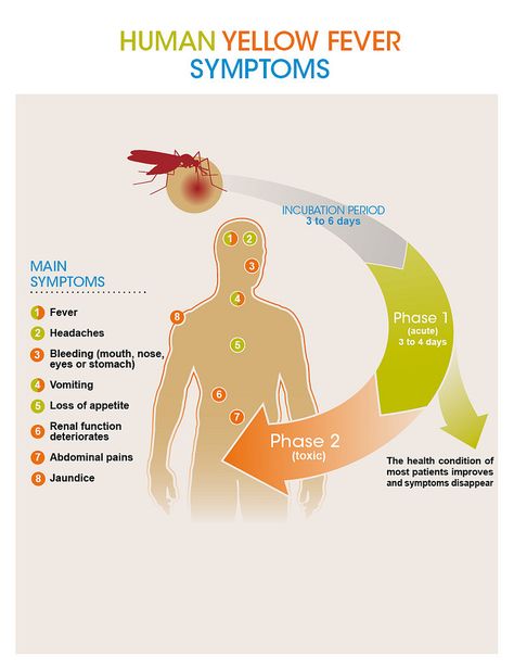 Microbiology Study, Fever Symptoms, Eye Pain, Yellow Fever, High Fever, Heart Muscle, Medication Management, Body Ache, Central Nervous System