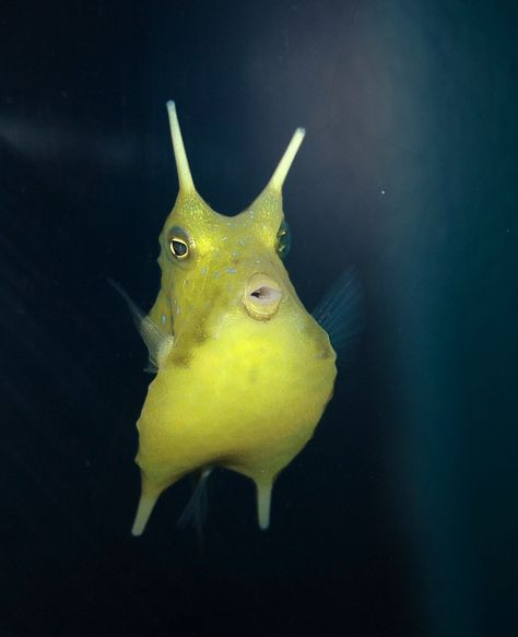 Longhorn Cowfish - I don't know why I love them, but I do. Longhorn Cowfish, Cow Fish, Weird Sea Creatures, Life Under The Sea, Sea Plants, Deep Sea Creatures, Cute Fish, Water Life, Beautiful Fish