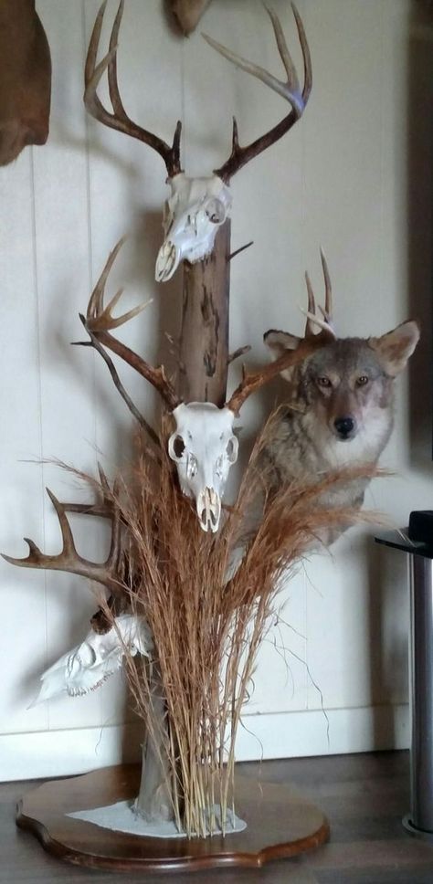 Gulf, NC deer and coyote by Plank Road Taxidermy. Deer Tail Diy, European Mount Ideas, European Mounts, Deer Hunting Decor, Deer Antler Mount, Deer Tail, Taxidermy Decor, Antler Mount, European Mount