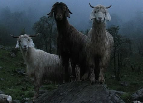 The Fog, A Hill, In The Woods, Not Mine, At Night, Goats