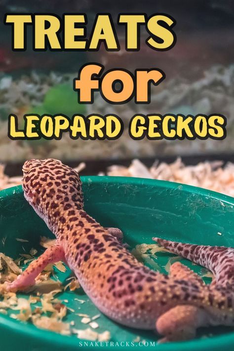 Leopard geckos are a popular, beginner-friendly pet that enjoy eating insects. To know their treats, you have to check it !!! Leopard Gecko Enrichment Ideas, Pet Gecko, Leapord Gecko Habitat Ideas, Cute Leopard Gecko Tank Ideas, Leopard Geckos, Leopard Gecko Terrarium Ideas, Lepord Gecko Cages, Leopard Gecko Enrichment, Leopard Gecko Food