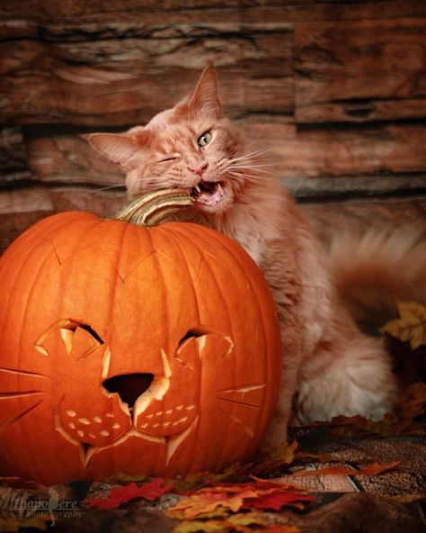 Photo Edited by AirBrush App! Before and after editing. Filter: Fall-4. Aesthetic Ideas! #AirBrush #retouch #photoeditor #selfieeditor #filter #aesthetic #aesthetictumblr #jackolantern #cat #pumpkin #petlove #autumn #halloween Puppy Jack O Lantern Ideas, Cat Carving Pumpkin, Pumpkin Cat Carving, Cat Crochet Pattern Free, Thanksgiving Cats, Black Cat And Pumpkin, Yule Cat, Cat Carving, Cat Clay