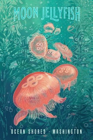 size: 18x12in Art Print: Ocean Shores, Washington - Fluid Linework - Moon Jellyfish - Lantern Press Artwork by Lantern Press : Ocean Shores Washington, Jellyfish Lantern, Ocean Room Decor, Moon Jellyfish, Jellyfish Art, Ocean Shores, Dorm Posters, Jelly Fish, Room Posters