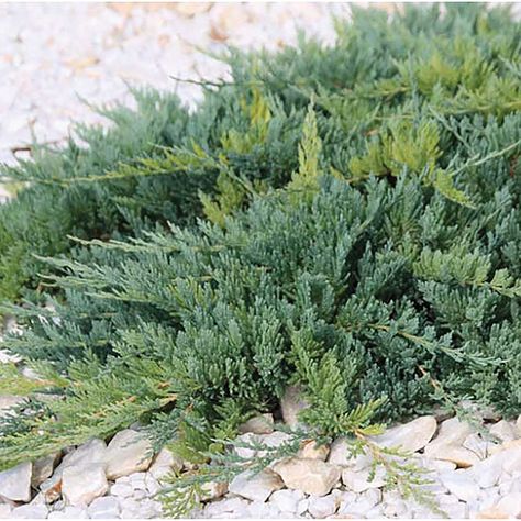 BLUE RUG JUNIPER - Foothills Nurseries Subdivision Landscaping, Flag Landscaping, Blue Rug Juniper, Rocky Mountain Juniper, Blue Juniper, Accent Plants, Garden 2023, Cottage Exteriors, Planting Design