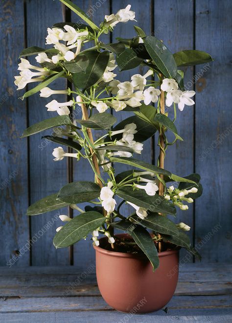 Madagascar jasmine - Stock Image - B836/1860 - Science Photo Library Madagascar Jasmine, Flower Identification, Science Photos, Photo Library, Beautiful Tree, Wales England, Madagascar, Flower Garden, Floral Design