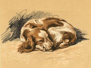 Cute Dog Sleeping, Pomsky Dog, English Spaniel, Brittany Spaniel Dogs, Welsh Springer Spaniel, Spaniel Art, Dog Sleeping, Dog Sketch, Brittany Spaniel