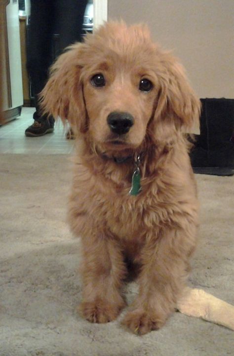 Golden Spaniel, Cocker Retriever, Golden Cocker Retriever, Forever Puppy, Golden Cocker, Labrador Retrievers, Retriever Puppy, Golden Retrievers, A Puppy