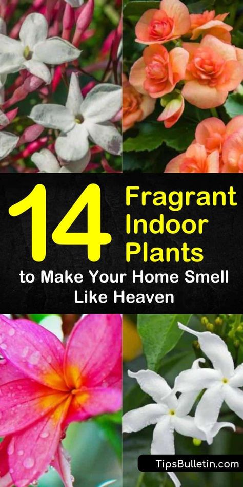 Fragrant Indoor Plants, Best Smelling Flowers, Oregano Plant, Indoor Plants Low Light, Indoor Flowering Plants, Smelling Flowers, Jasmine Plant, Costa Maya, Best Perennials