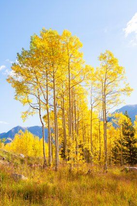 Quaking Aspen Quaking Aspen Tree, Aspen Trees Tattoo, Aspen Trees Photography, Xeriscape Garden, Quaking Aspen, Birch Trees Landscaping, Spirit Tree, Tree Seedlings, Aspen Tree